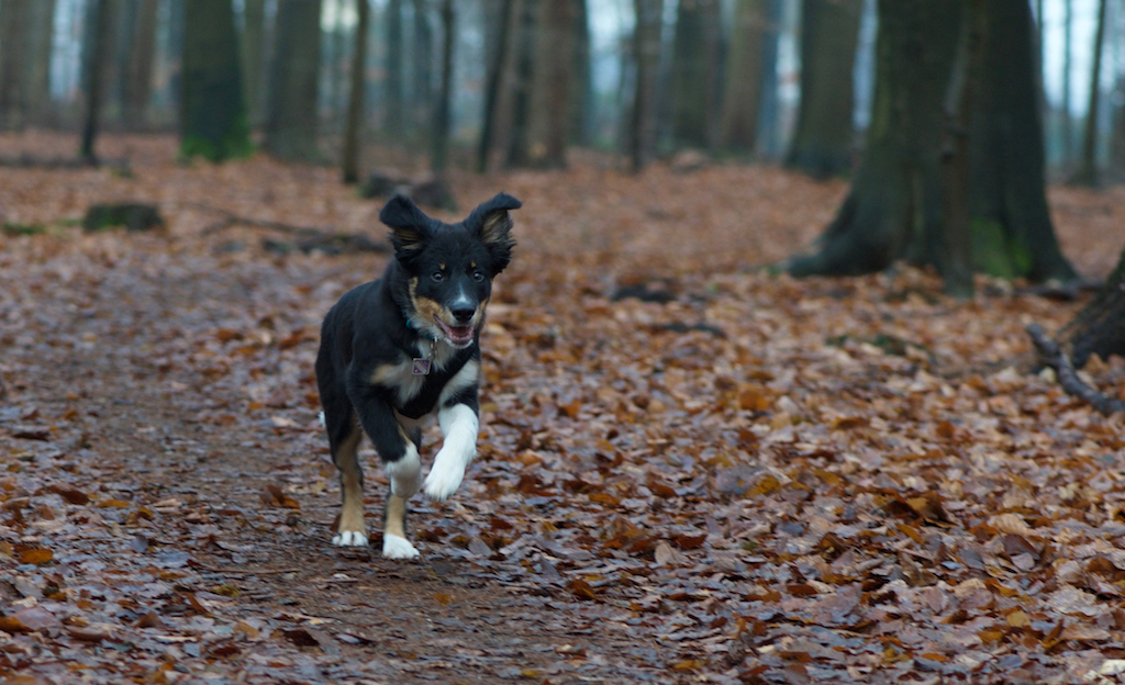 an image of yumi, our border-colli